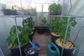 Peppers drinking way too little during a heat wave