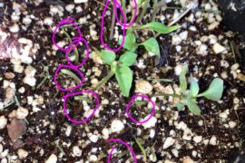 Rabbit ate most of my hot pepper seedlings!!!