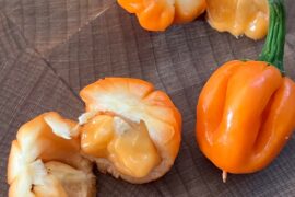My Scotch Bonnets Have Mini Scotch Bonnets Inside! Is this a common thing with this strain of peppers?