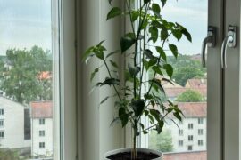 Indoor annum flower drop?!