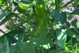 It’s Pepper Time!