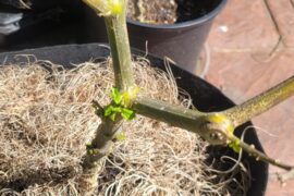 Overwintered and aphids