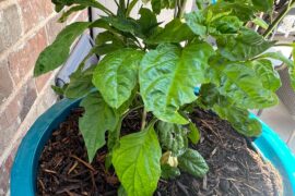 Who is eating my plant?