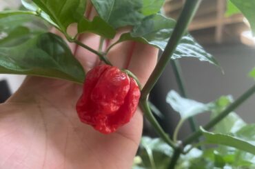 ID please?