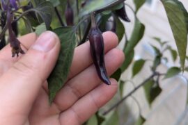 Pepper ID help please!