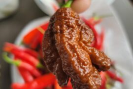 Nastiest Looking Pepper I've Grown