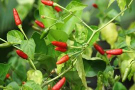 Anyone else grown what they thought was a Super Chili, but turned out to be a spicier Siling Labuyo? I ate one right off the plant and it was worse than the ghost peppers and reapers from the store.