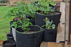 My pepper plants!