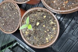 Beautiful seedling