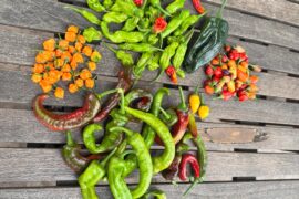First round harvest!