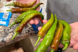 Peppers