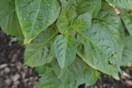 Florida Datil