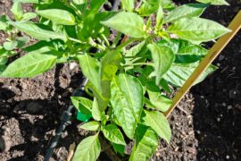 "Scotch Bonnet"