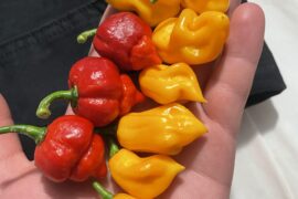 Check these out , can you iD the red ones ?