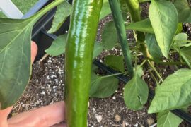 What pepper is this and is it ready to be picked?
