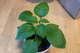 Mystery Plant Identification