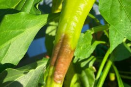 Pepper turning black