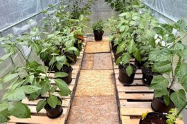 Finally moved my peppers into humble greenhouse setup. (6a/b)