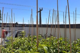 Rooftop PNW Pepper Patch