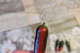 Do peppers get hotter when ripening off the plant or is it just a color change? And if so by how much?