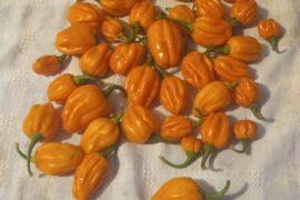 My little Scotch Bonnet harvest