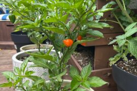 Is this an Aji Charapita ?