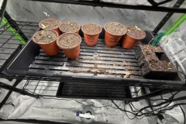 All my seedlings