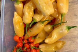 Harvest time