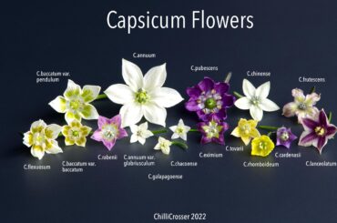 Capsicum Flowers