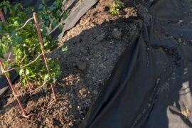 Back into the garden you go! (Overwinter update)