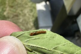 Eggs?