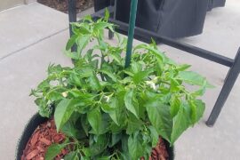 My Orange habaneros