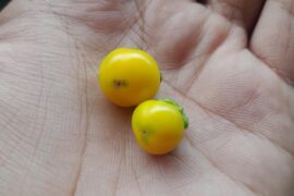 It's not much but these are my first ever ripe peppers
