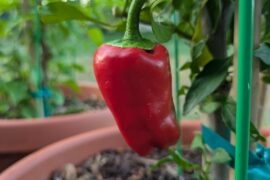 Guess the pepper type