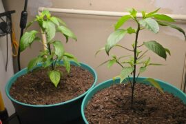 5 day progress