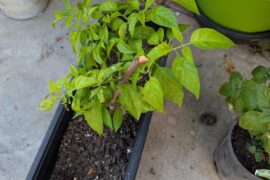 Peppers looking yellow (Socal SGV)