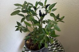Any clue to what type of pepper this is?