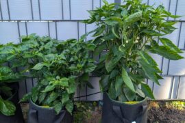 Beginner question about pruning!