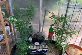 Mother plants going off!