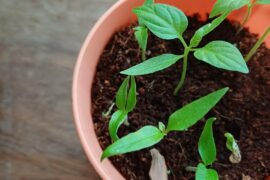 3 cotyledon habanero rouge!