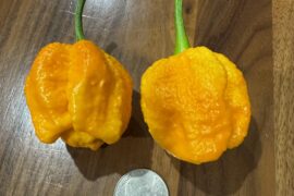 Yellow 7 Pot