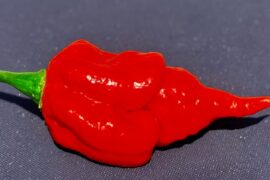 Darth Maul x Gourmet Fatalii Jigsaw