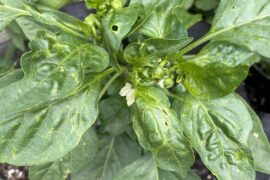 What’s wrong with my peppers?