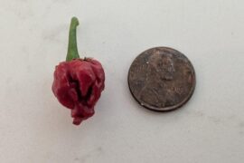 Tiny Reapers