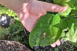 Why are some of my peppers leaves so huge