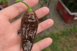Was absolutely brutal. First pick of the season. Choc Bhutlah. Zone 8