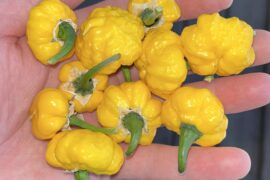 Khang Starr Lemon StarrBurst