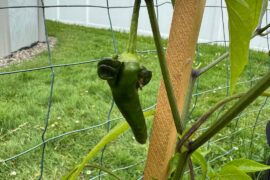 Crazy Looking Cayennes Off This Plant