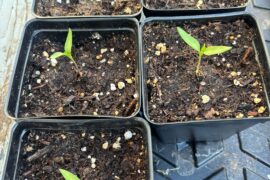 These are growing great for being 2 weeks old