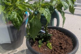 Ghost Pepper not Thriving